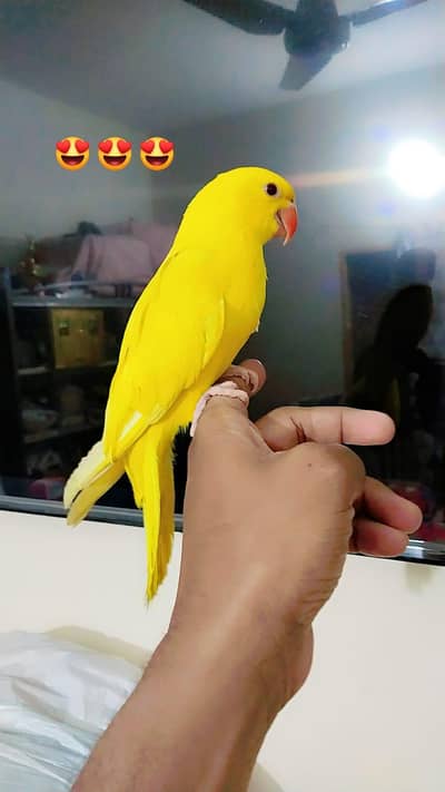 Yellow Hand tame 03234586913