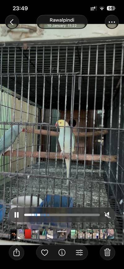 Indigo clear tail ringneck pair