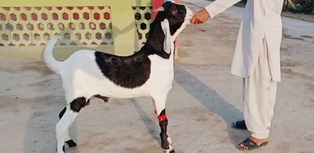 gulabi Bakra for sale 03405796364