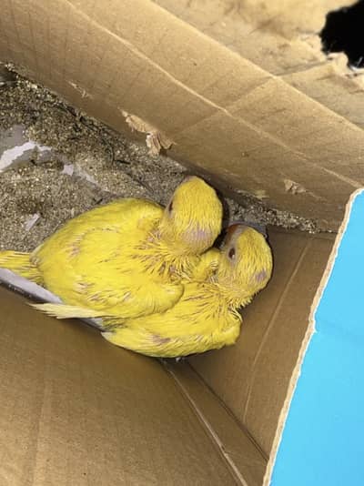 Yellow ringneck cover chicks