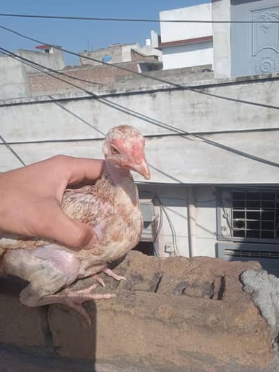 forsale aseel chicks  03215822505