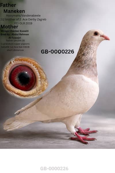 Qasid kabooter | کبوتر male  top quality