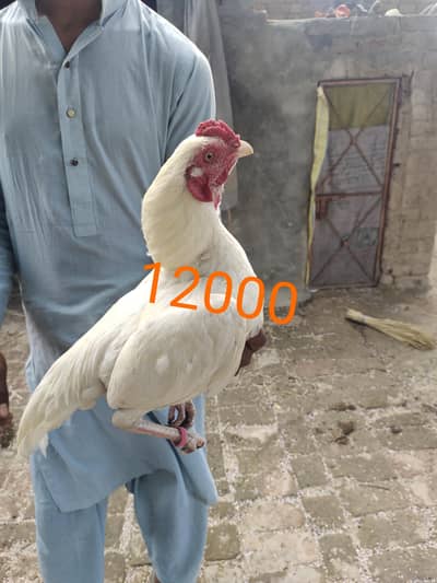 Heera Aseel paper white high quality murga