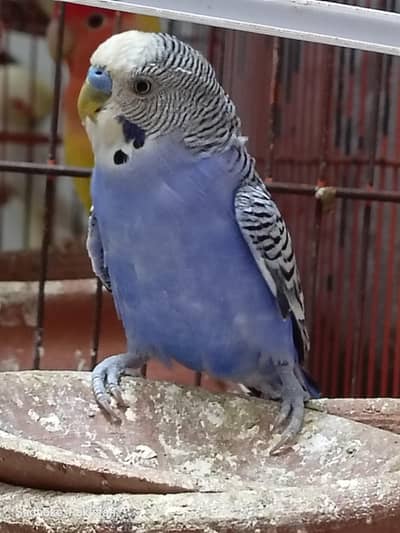 AUSTRALIAN FEMALE PARROTS REQUIRED