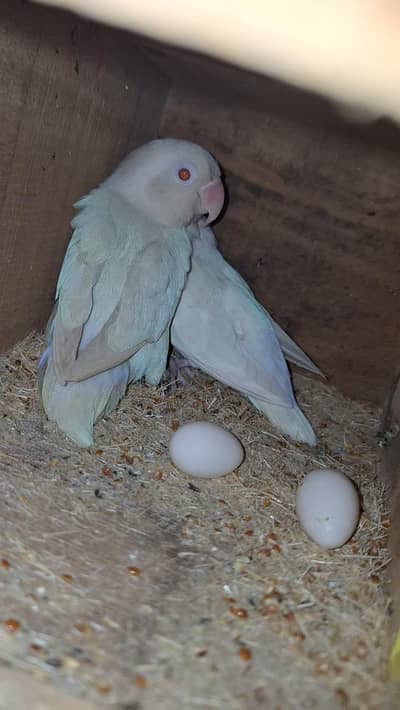 love bird 2 pairs 1 male