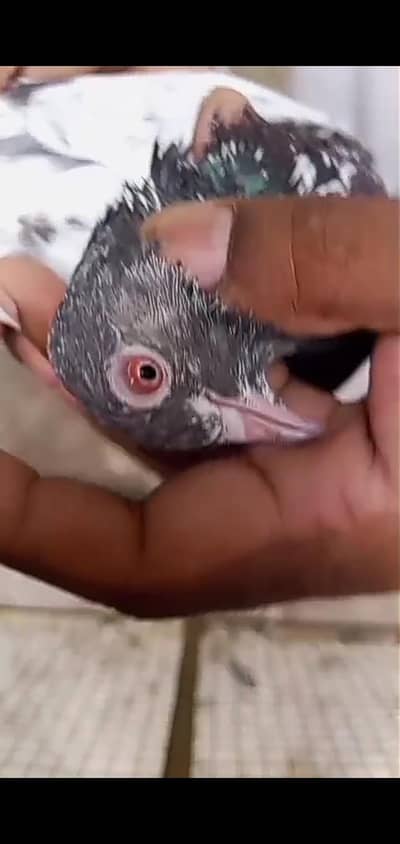 kamgar khuni ankho ma