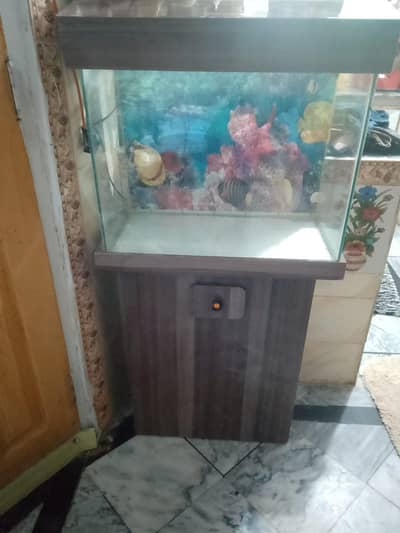 fish aquarium