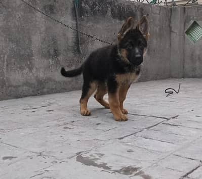beautiful German Shepherd female pup for sale