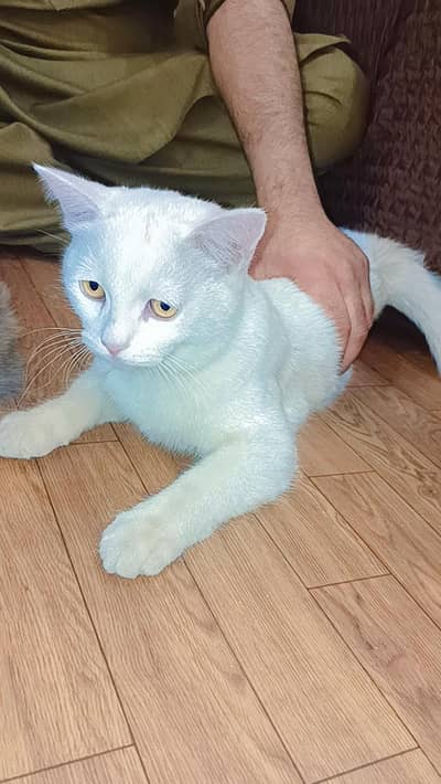 Male or Female hai white Female or Grey  Male hai