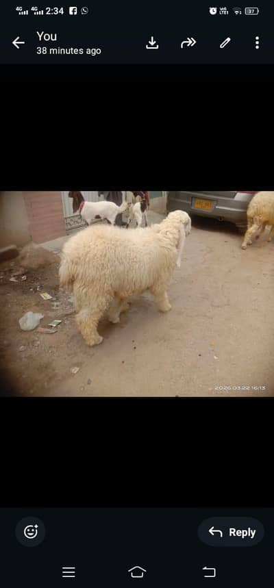 male dumba for sale.  03150219548