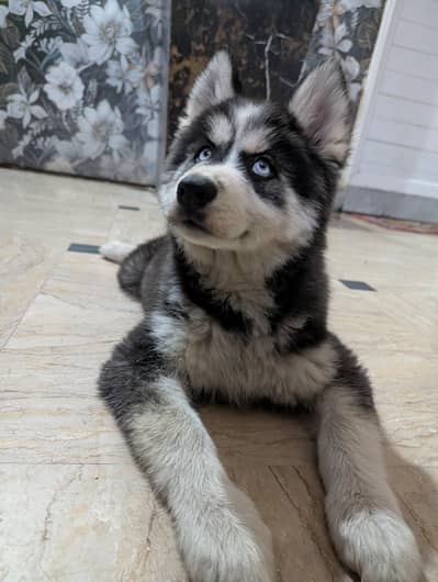 Husky puppy Full Mask Blue eyes Female