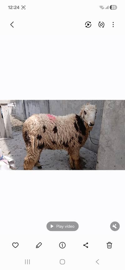 mundray  chatry dumbay  desi chatray sheep for sale