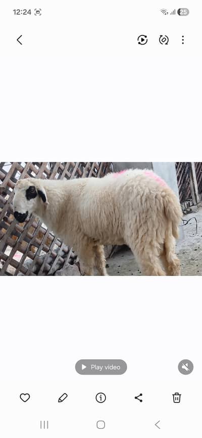 mundray  chatry dumbay  desi chatray sheep for sale