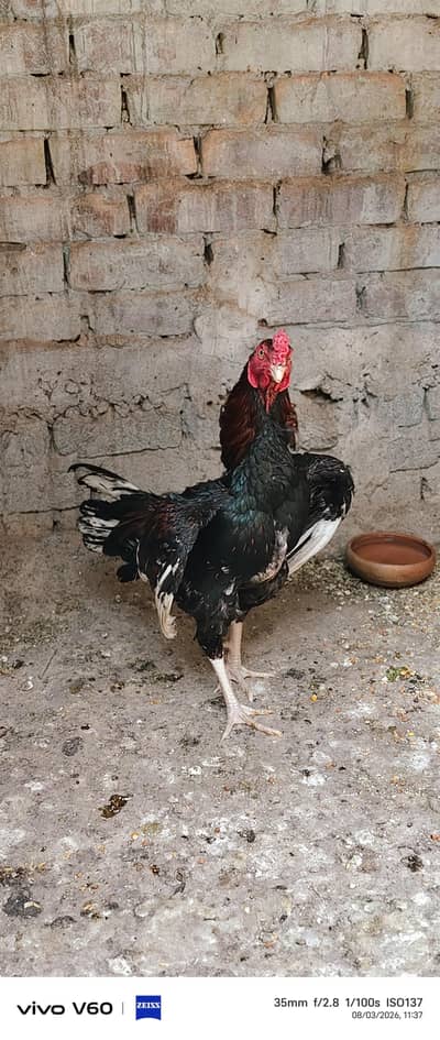 High quality Aseel male