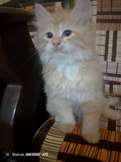 Persian kittens for sale