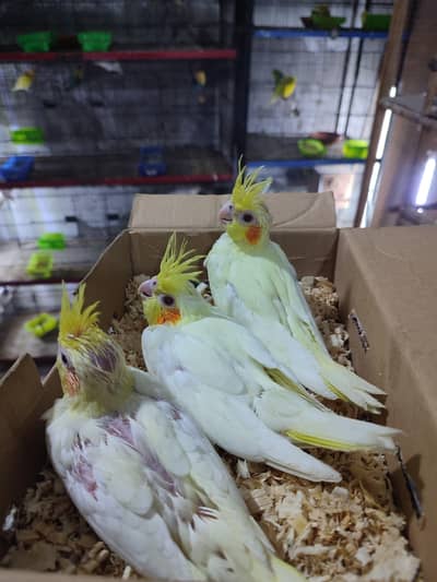 Cocktail parrots chick for hand tame