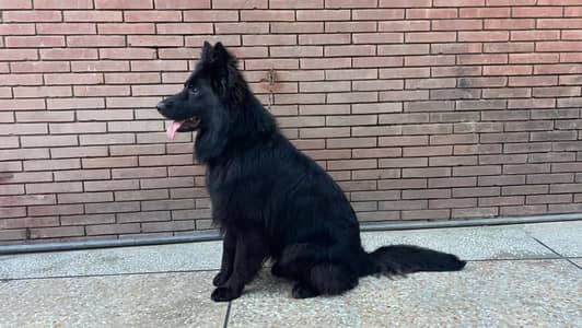 pedigree black germen shapered for sale