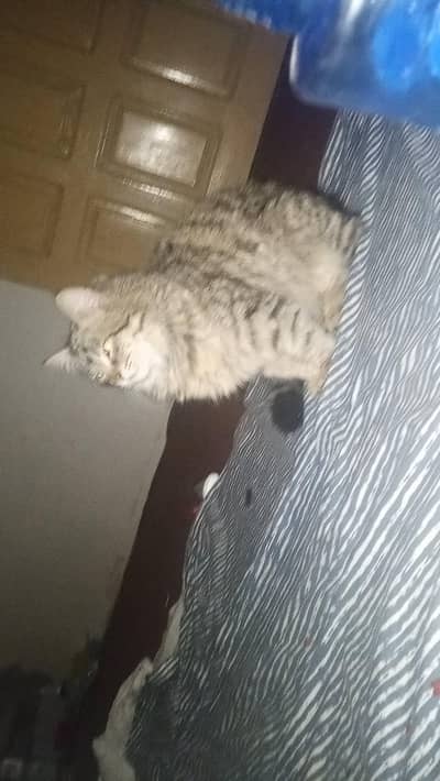 American bobtail for sale