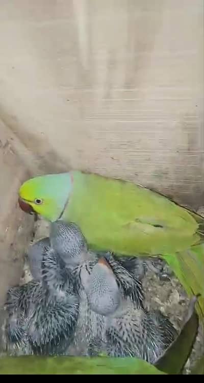 ringneck breeder pair ha