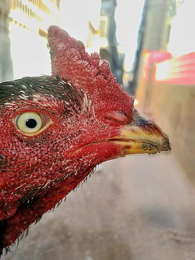 pure lassani full highted mazboot patha