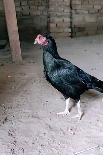 chicks available 1 month 15 days. 2 month