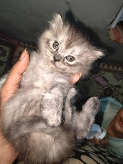 Persian cat extra fluffy double coat