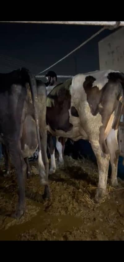 3 FRESH DELIVERED COWS | Bachry | Milk | Jersey Friesen /cow