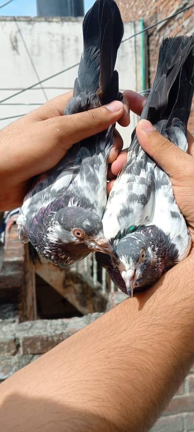 pigeons kabootar kabooter