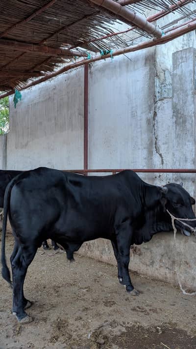 2 Dantt Black Qurbani Bull – Strong & Active – Best Price