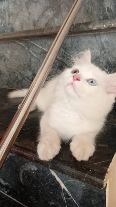 persians cats looking for new home