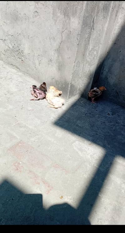 aseel and Desi chicks
