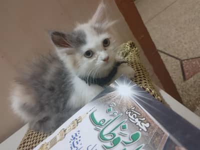 2 months persion kitten doll face