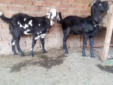 Two Baby Goats | Male and Female Baby