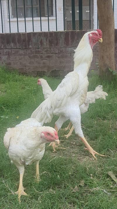 white O Shamo chicks available for sale breeders not available