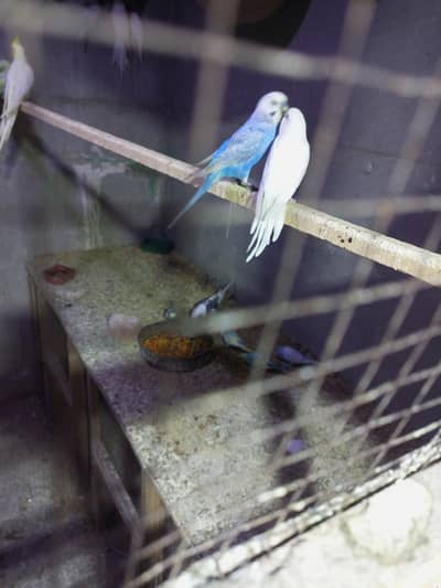 rainbow male or red eyes female breeder pair with chick one