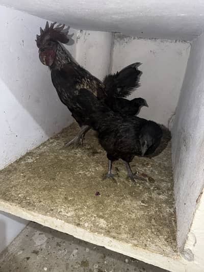 Ayam cemani trio set