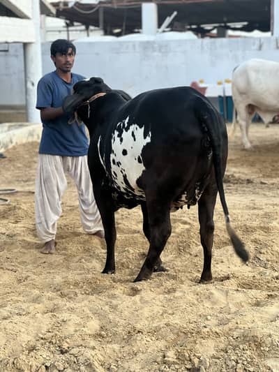 Bachri available for sale