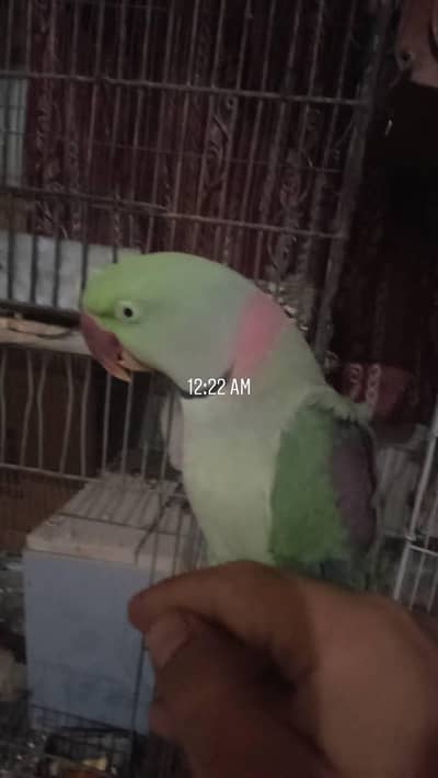 Raw Parrot For Sale