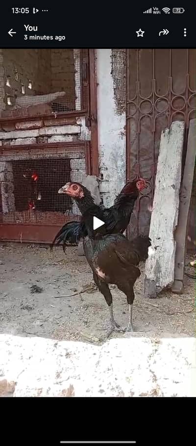 pakoya female. . . .