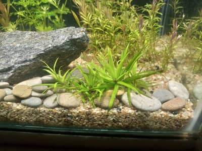 aquarium planted tank