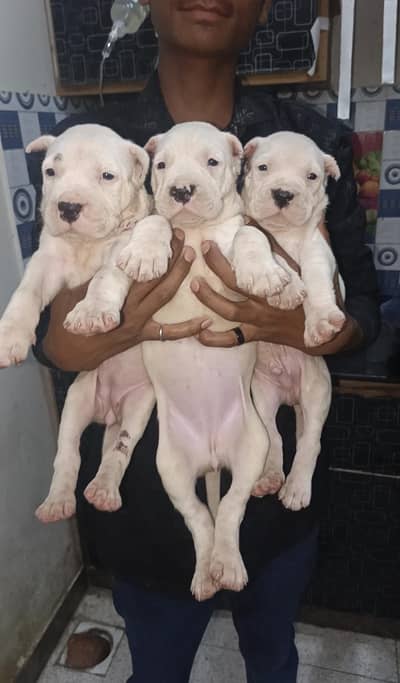 Top quality dogo Argentino puppy