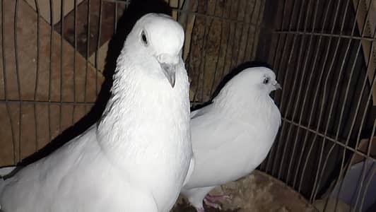 Kalduma Males 2500 ka 1