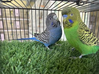 Blackface budgie bajri