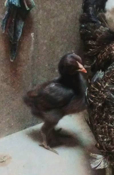 Burmi pkoye 313--44/51/75 zero