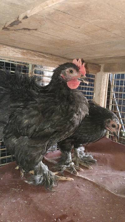 bantom chicks 2 months available