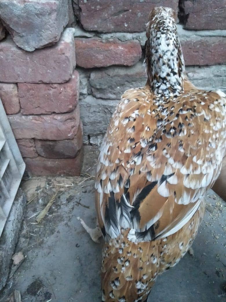 started laying eggs 0