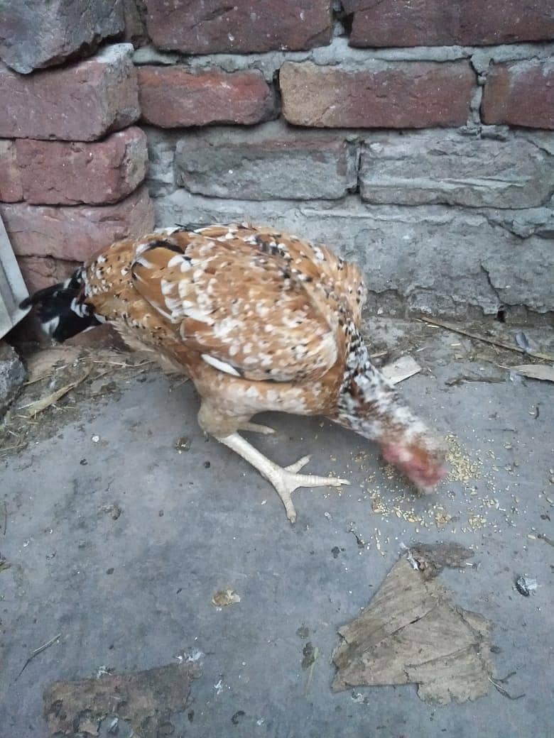 started laying eggs 1