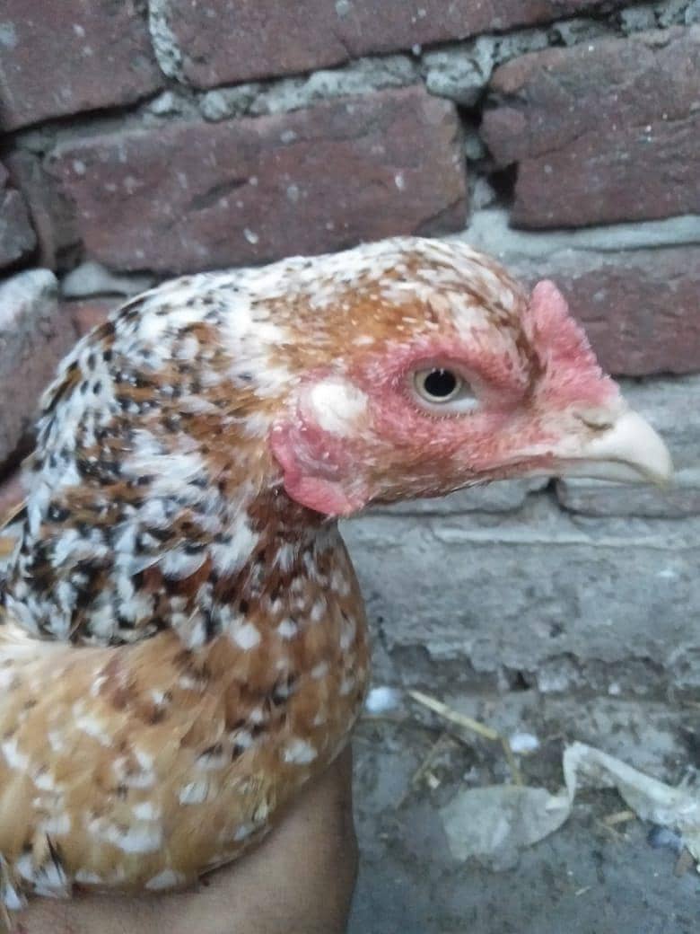 started laying eggs 3