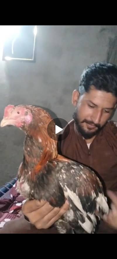 بہت خوبصورت اور مضبوط لڑائی والا پٹھا