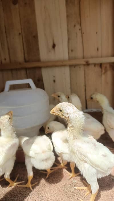 oh shamoo chiks and eggs available